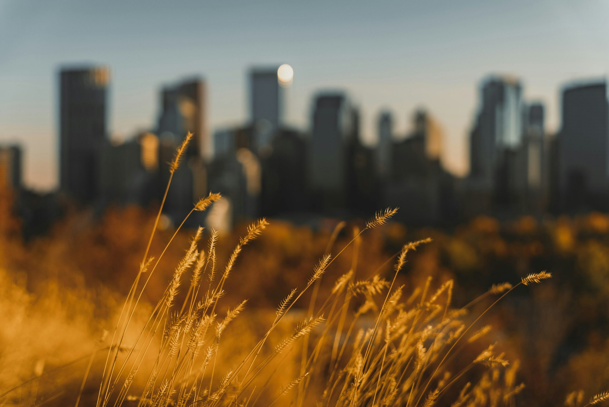 Investor Information